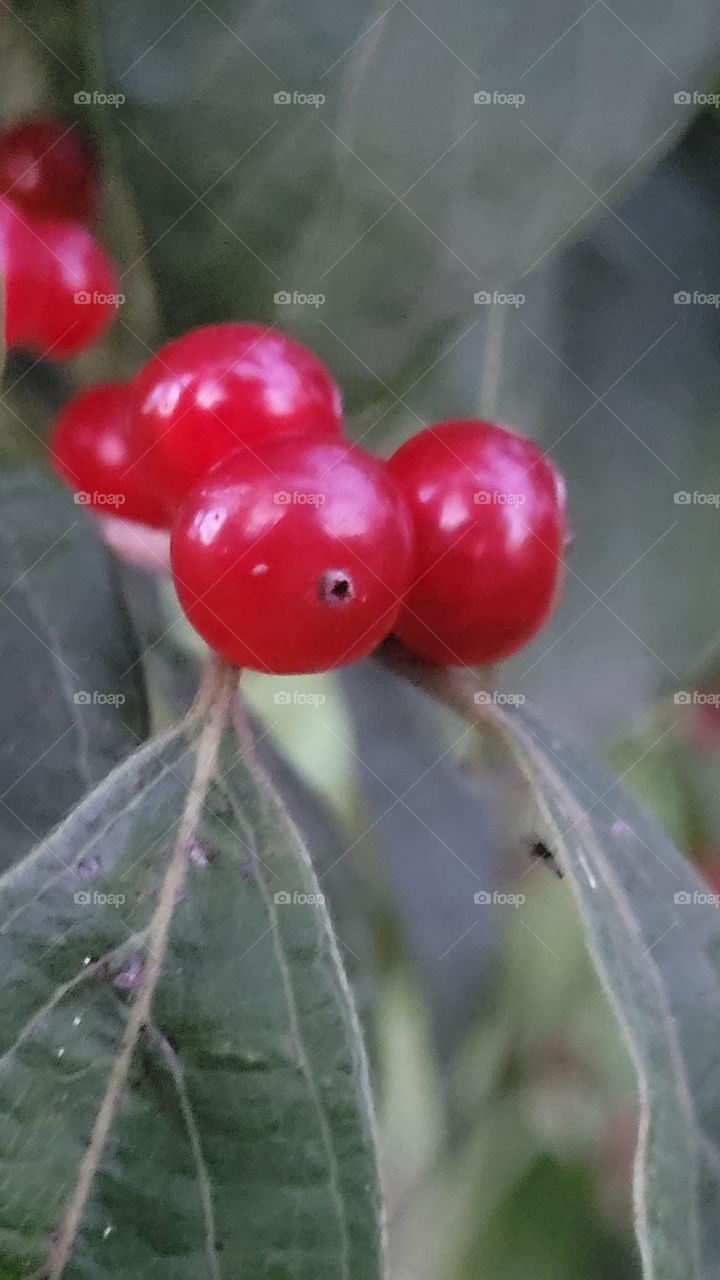 Berries for birds