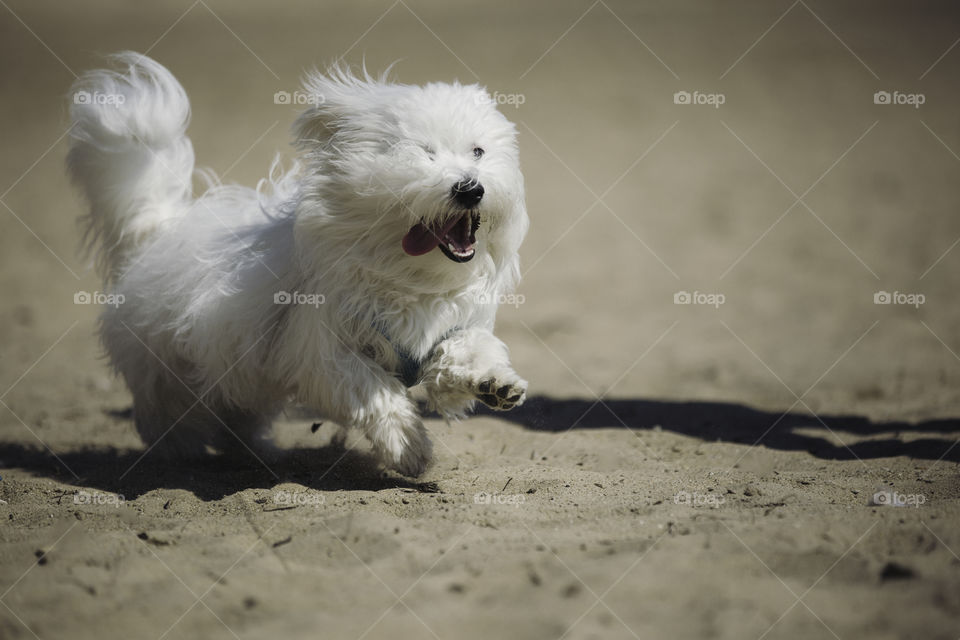 Cute dog running