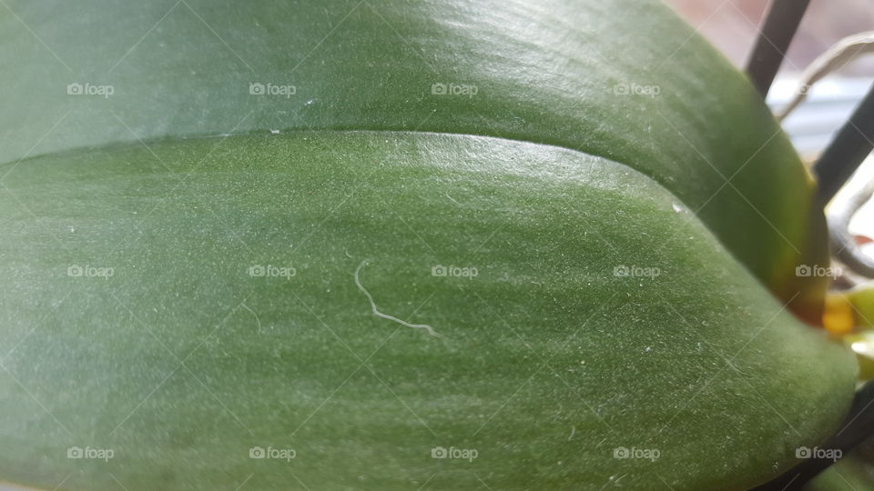 Leaf
