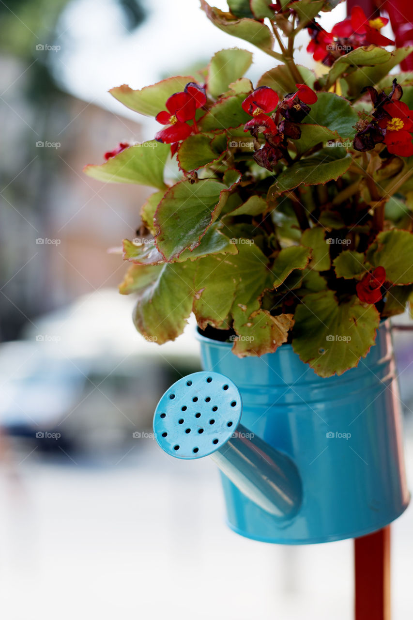 blue water pot. blue water pot hanging as flower pot in garden