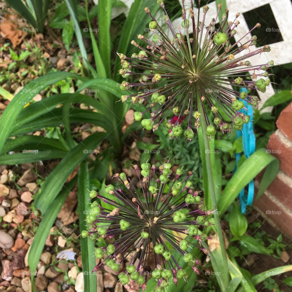 Lost their pretty but looks like they might surprise me again, I hope! Alums and lily.