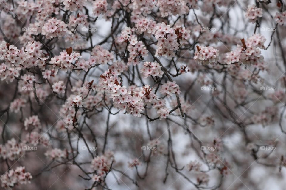 Spring blossoms 