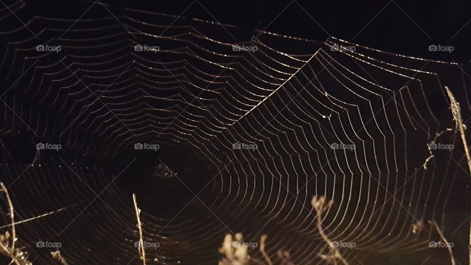 nighttime spider web