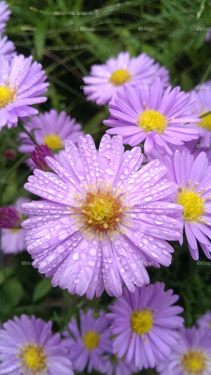 Dew drop on purple flower