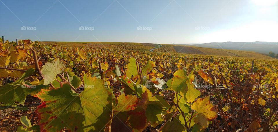 Champagne wine field