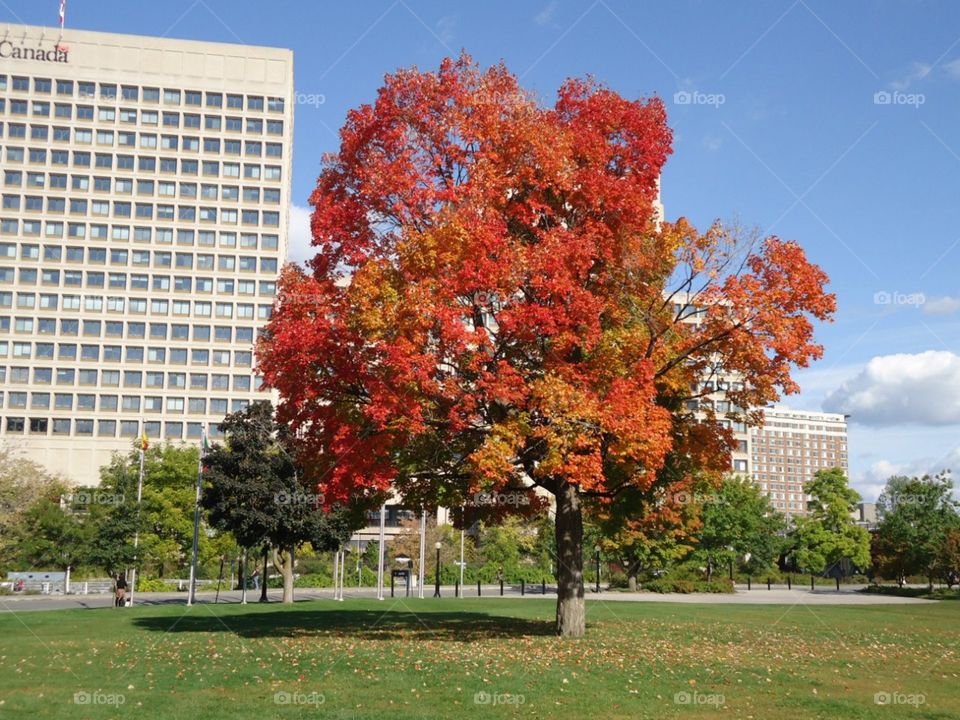 Red tree in Ottawa