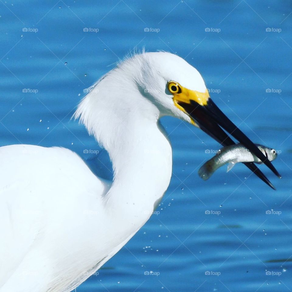 Egrets eating 