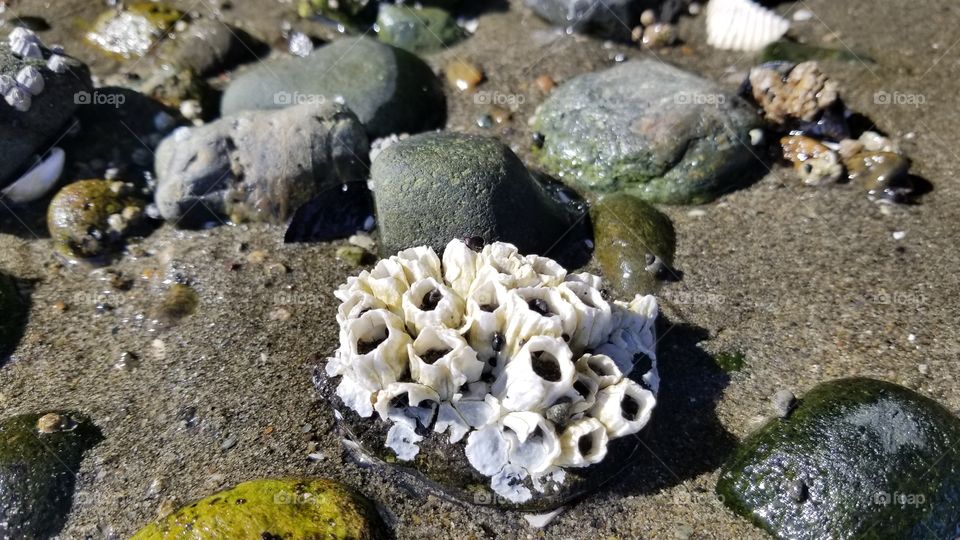 Seashelllls
