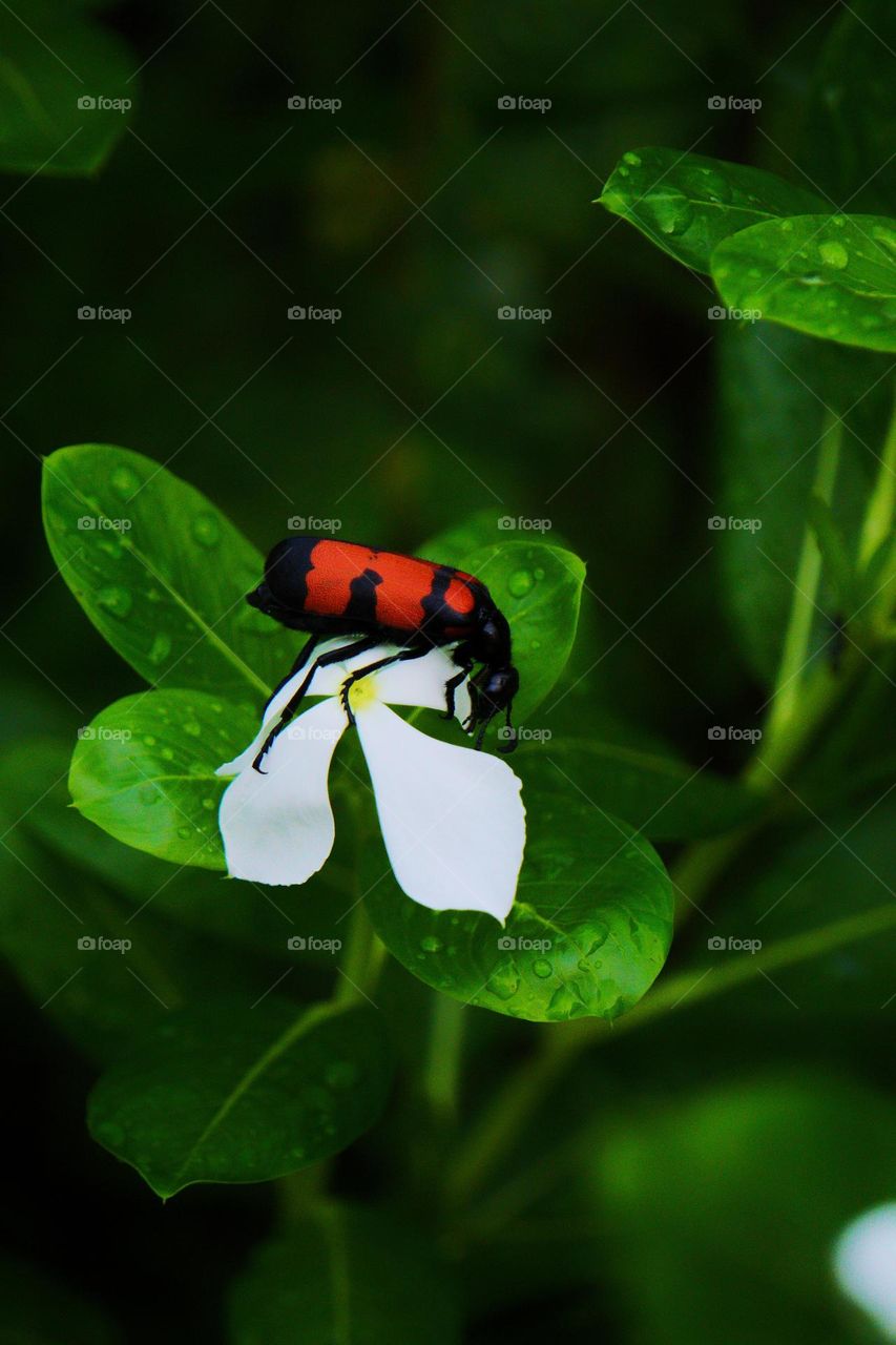 beetle on a white flower