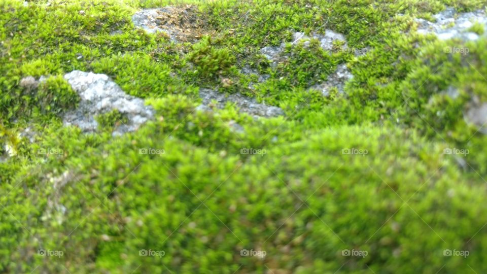 Leaf, Flora, Desktop, Environment, Nature