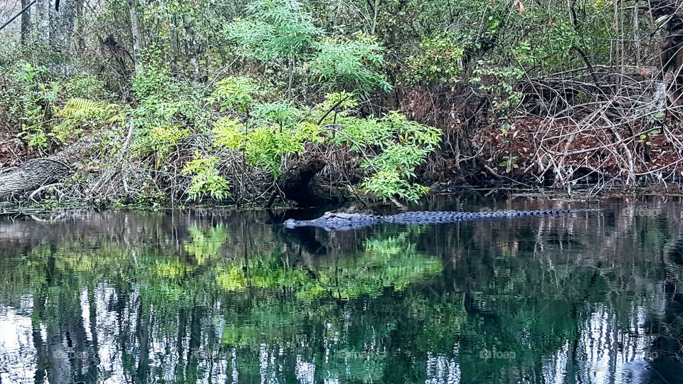 silver springs gator