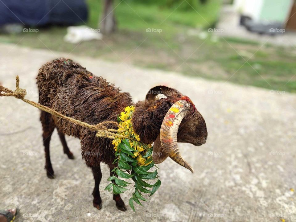 Festival mood... Sheep (ram)