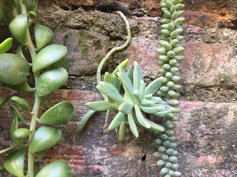 Succulent