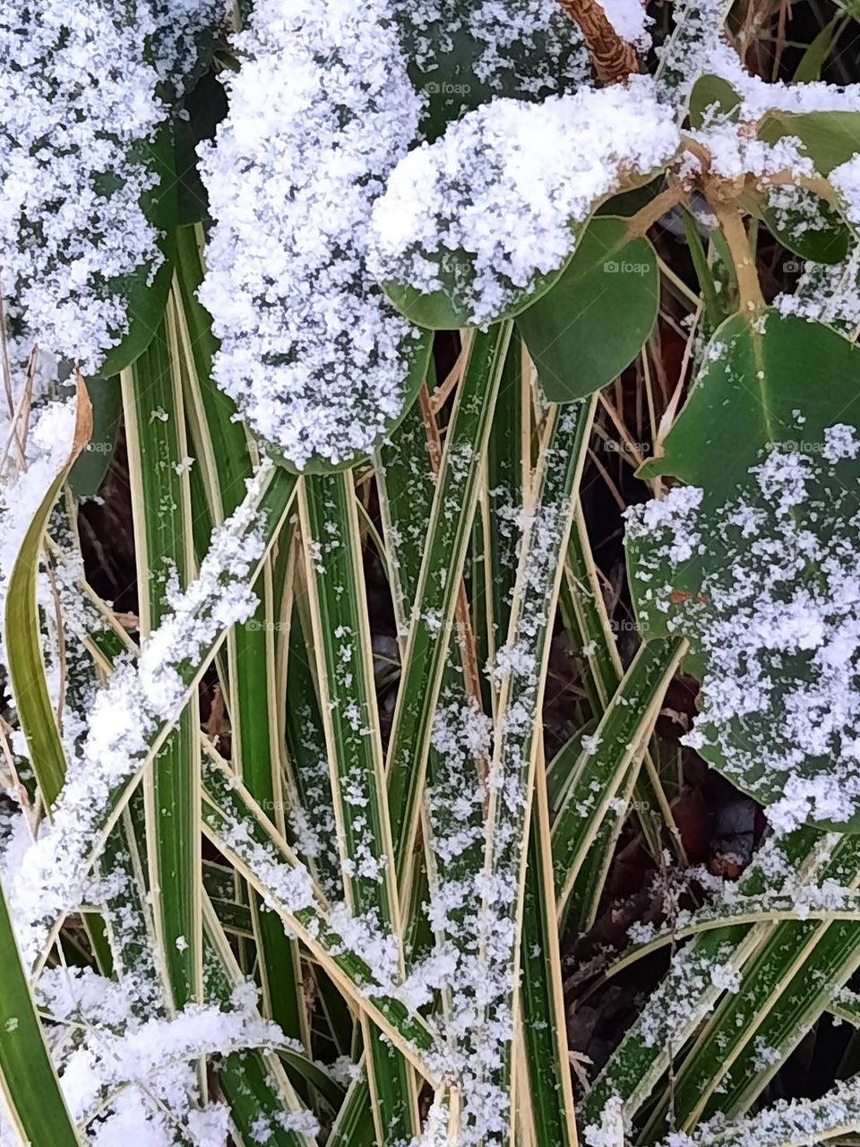 fresh  snow on striped grass