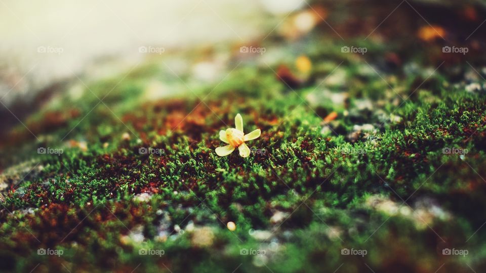 Happiness held is the seed; Happiness shared is the flower.