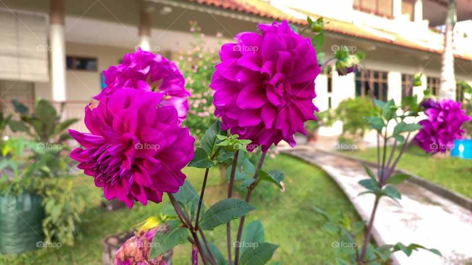The beautiful purple dahlia flower.
Dahlia is a genus of tuberous plants that are members of the Asteraceae family, which also includes the sunflower, daisy, chrysanthemum, zinnia, and, of course, aster