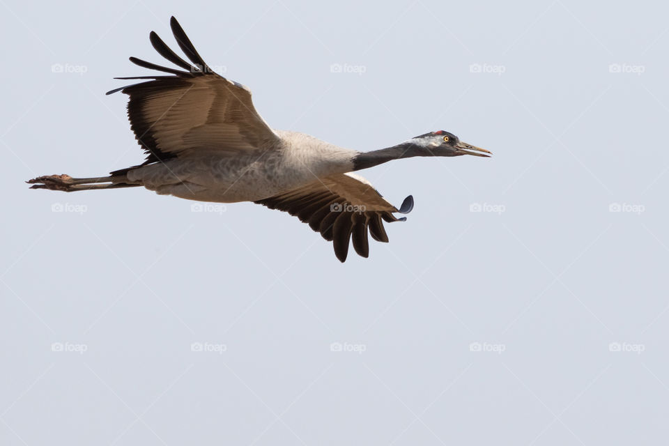 Beautiful wild crane in flight 