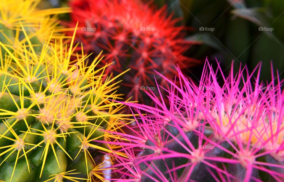 Cactus, close up