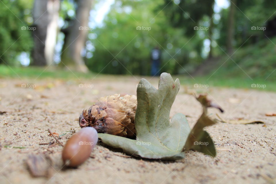 Forest poland light nature warmia mazury macro macrophotography 