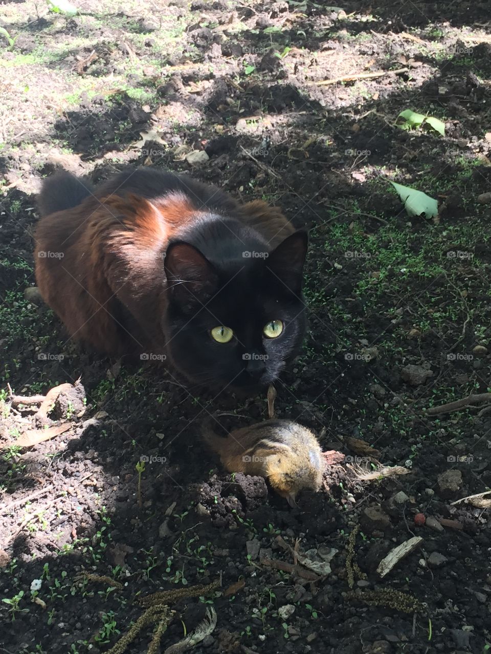 Killer kitty strikes again