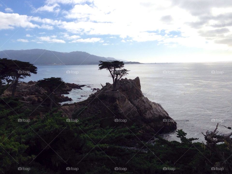 Lone cypress