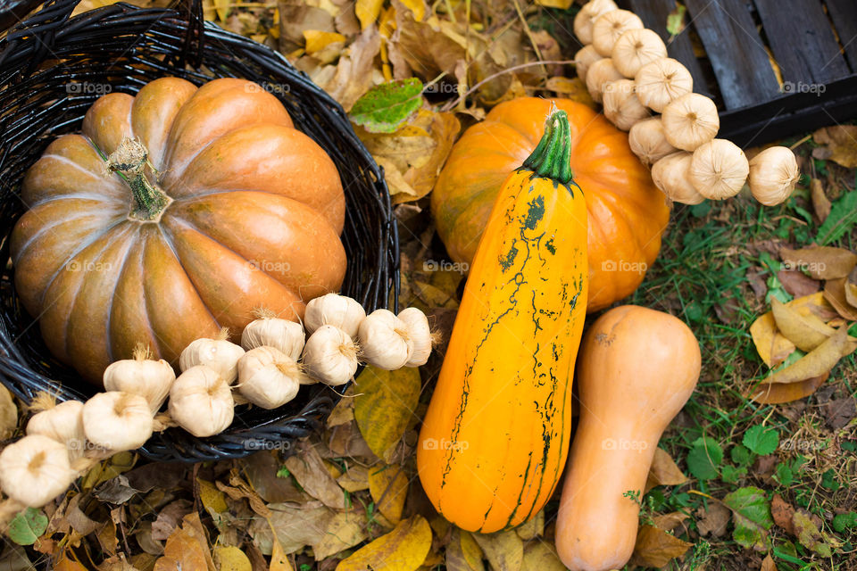 Pumpkin, Fall, Thanksgiving, Halloween, Pasture