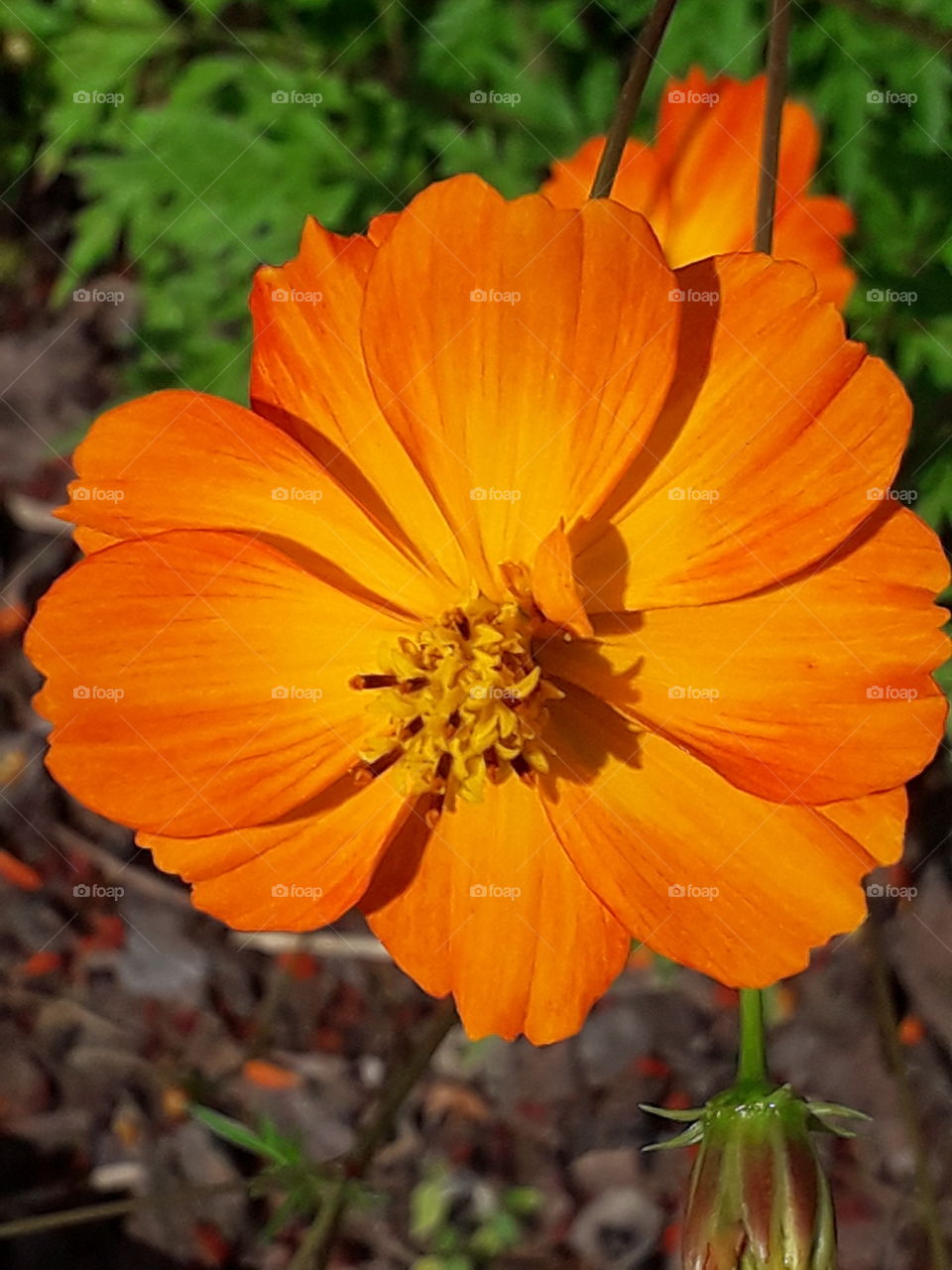 orange cosmos