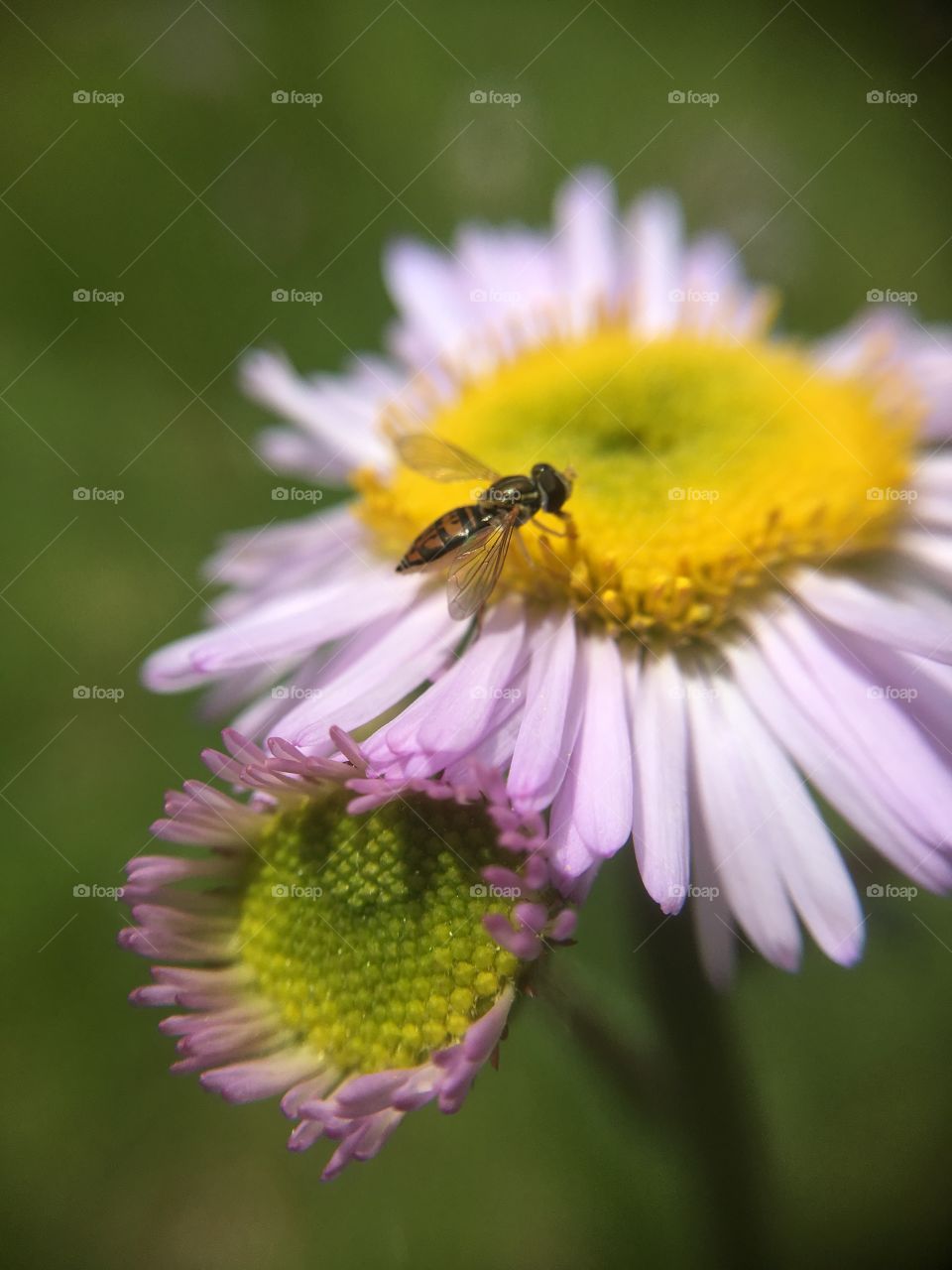 Tiny insect on flower 