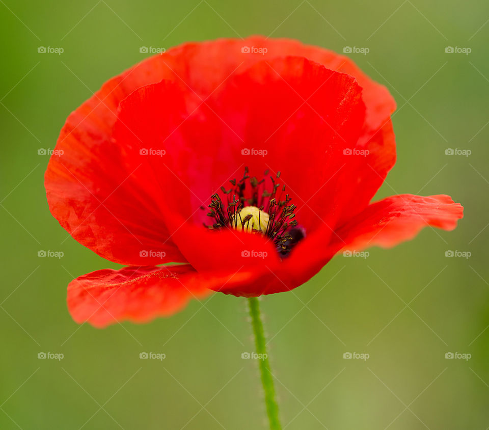 Wild poppy close up