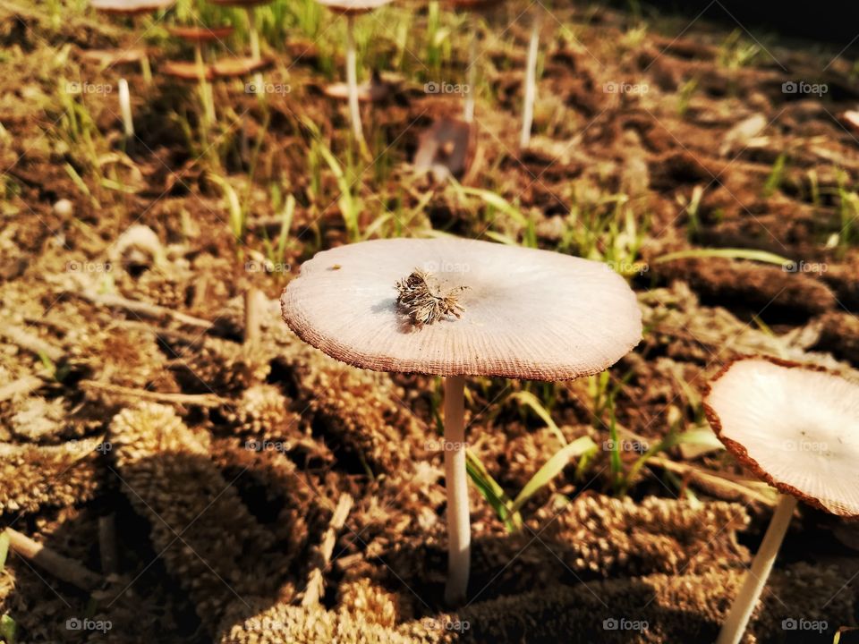 this is not mushroom after the rainy days this fungus was growing greatly