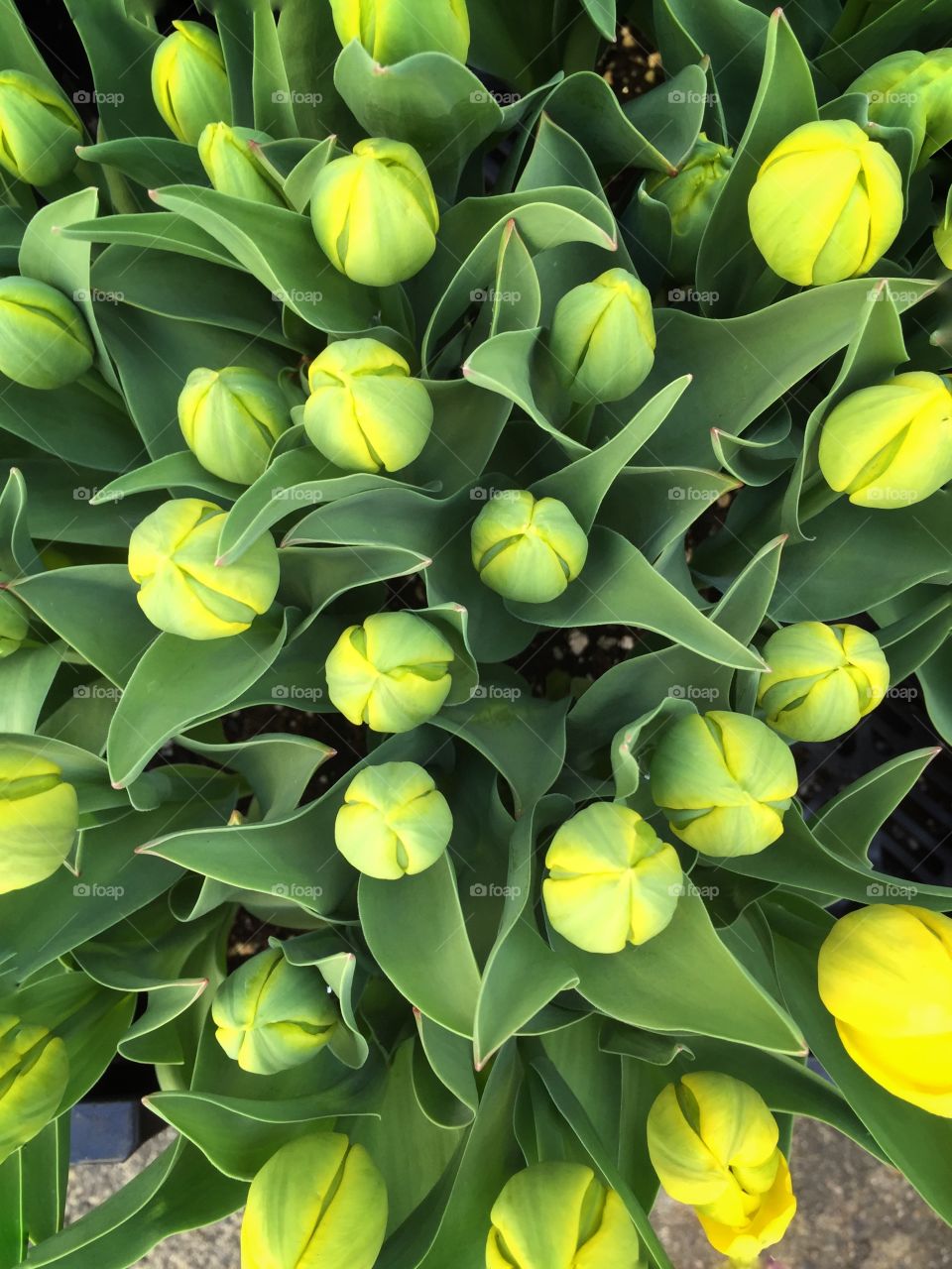 Tulips