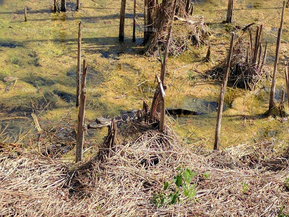 Alligator in pond