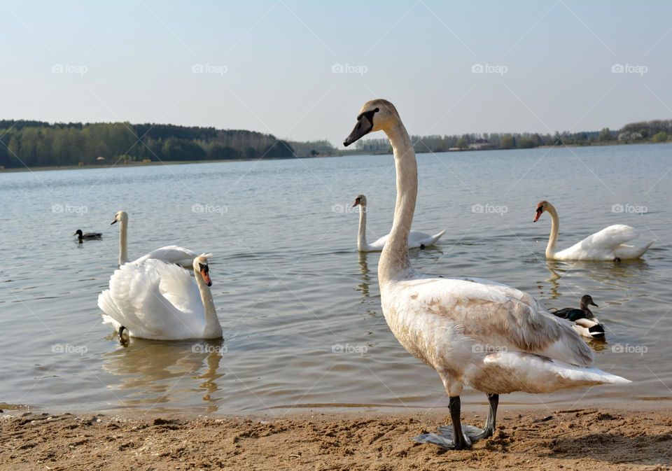 urban bird swan on a city lake