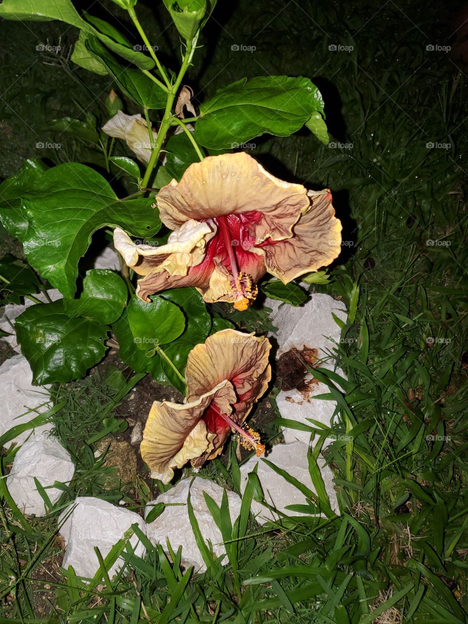 exotic hibiscus