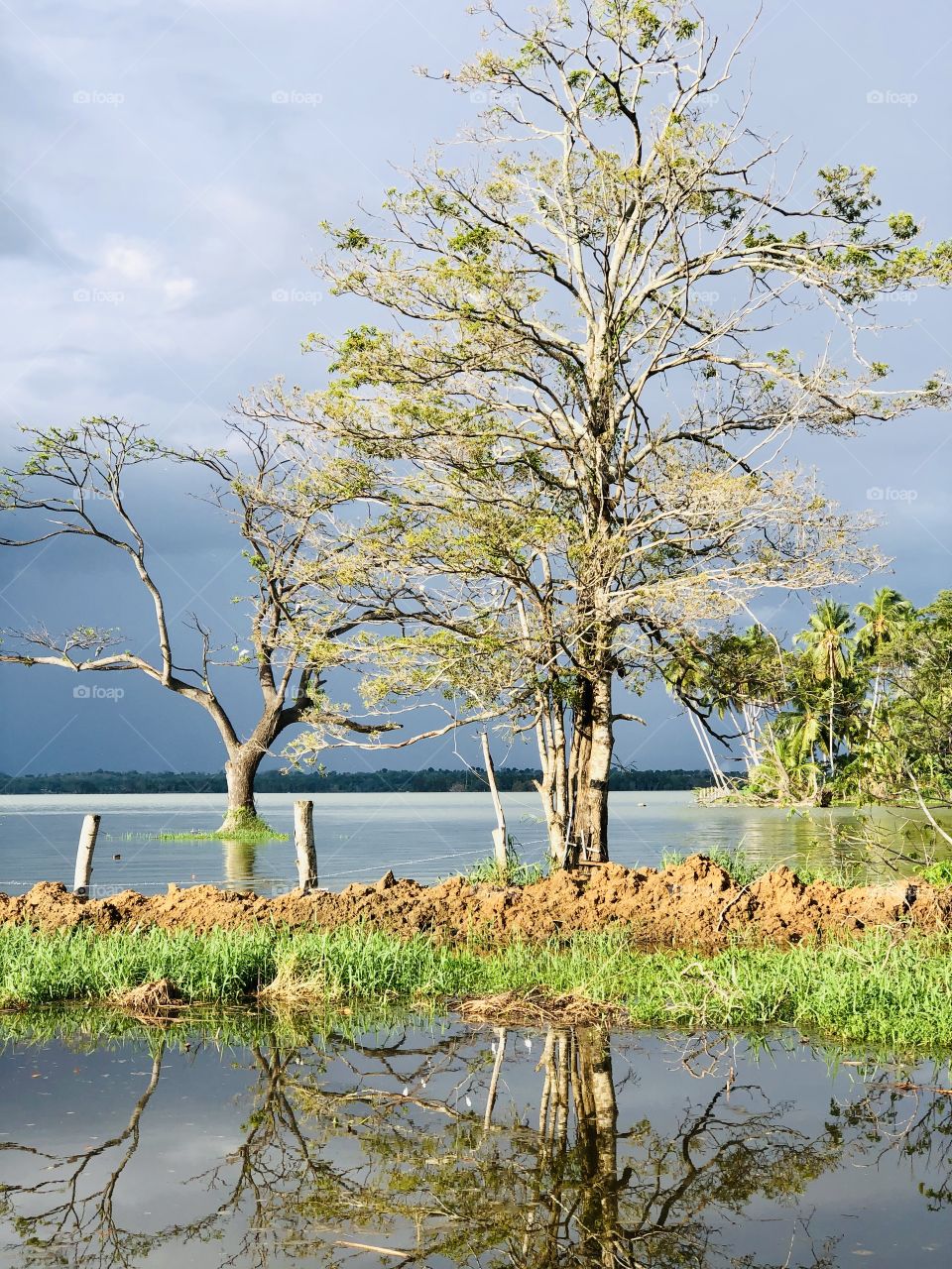 Trees in a Water tank