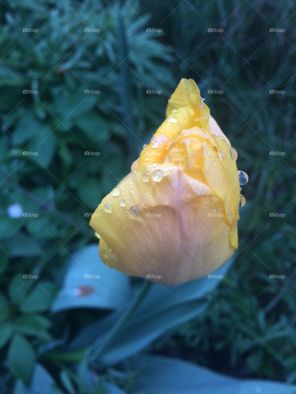 tulip,  and rain kam