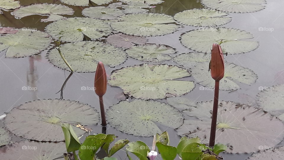 lotus in the marsh