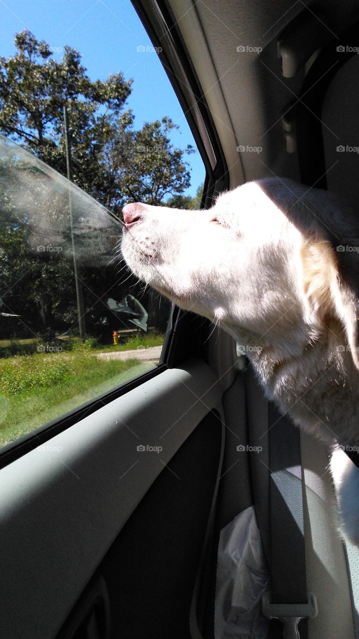 Dog at Car Window