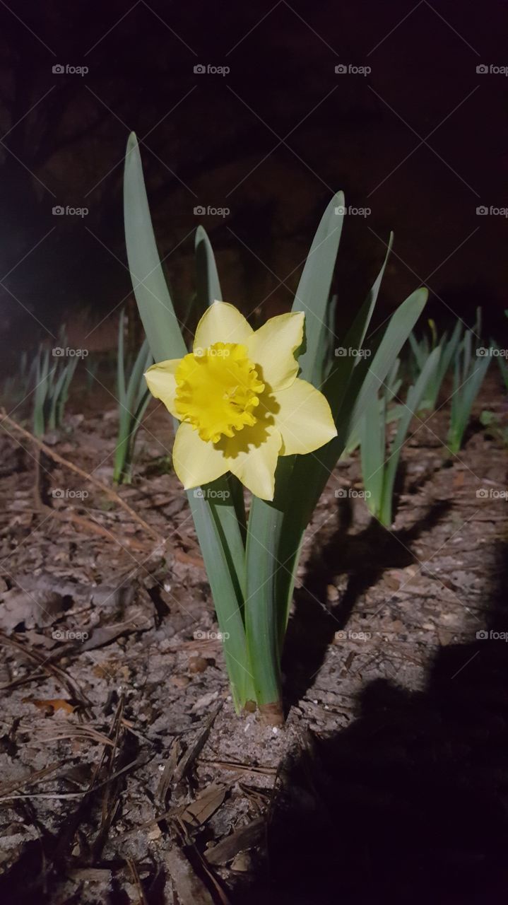 nighttime daffodil
