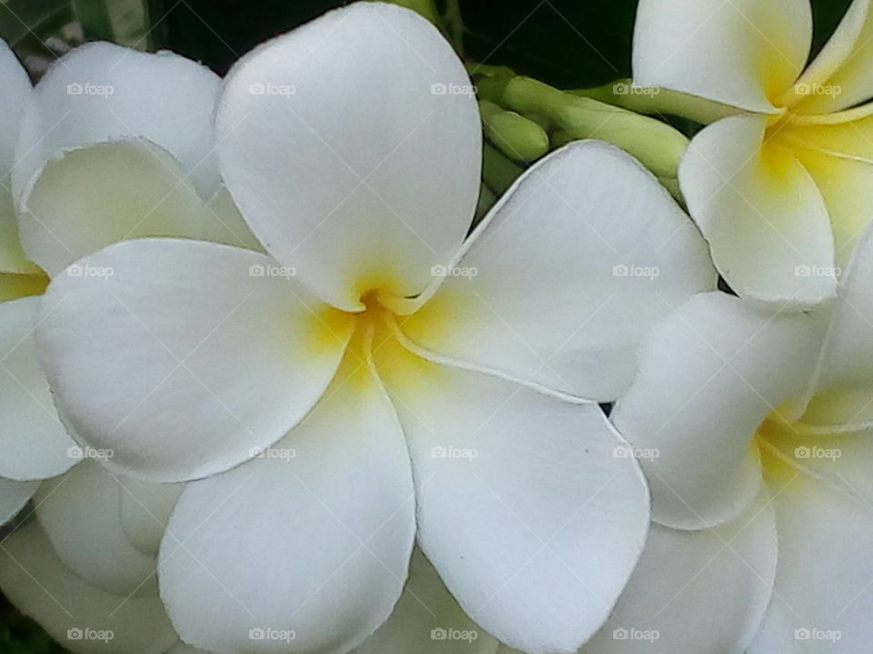 Flower-Plumeria