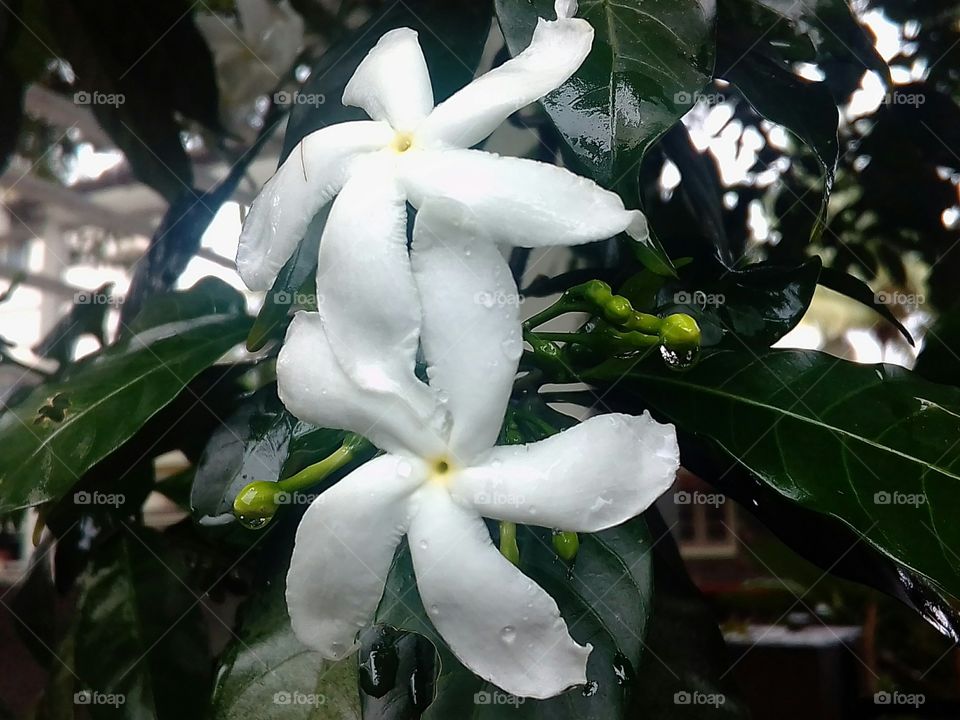 Rain drop's on the flower