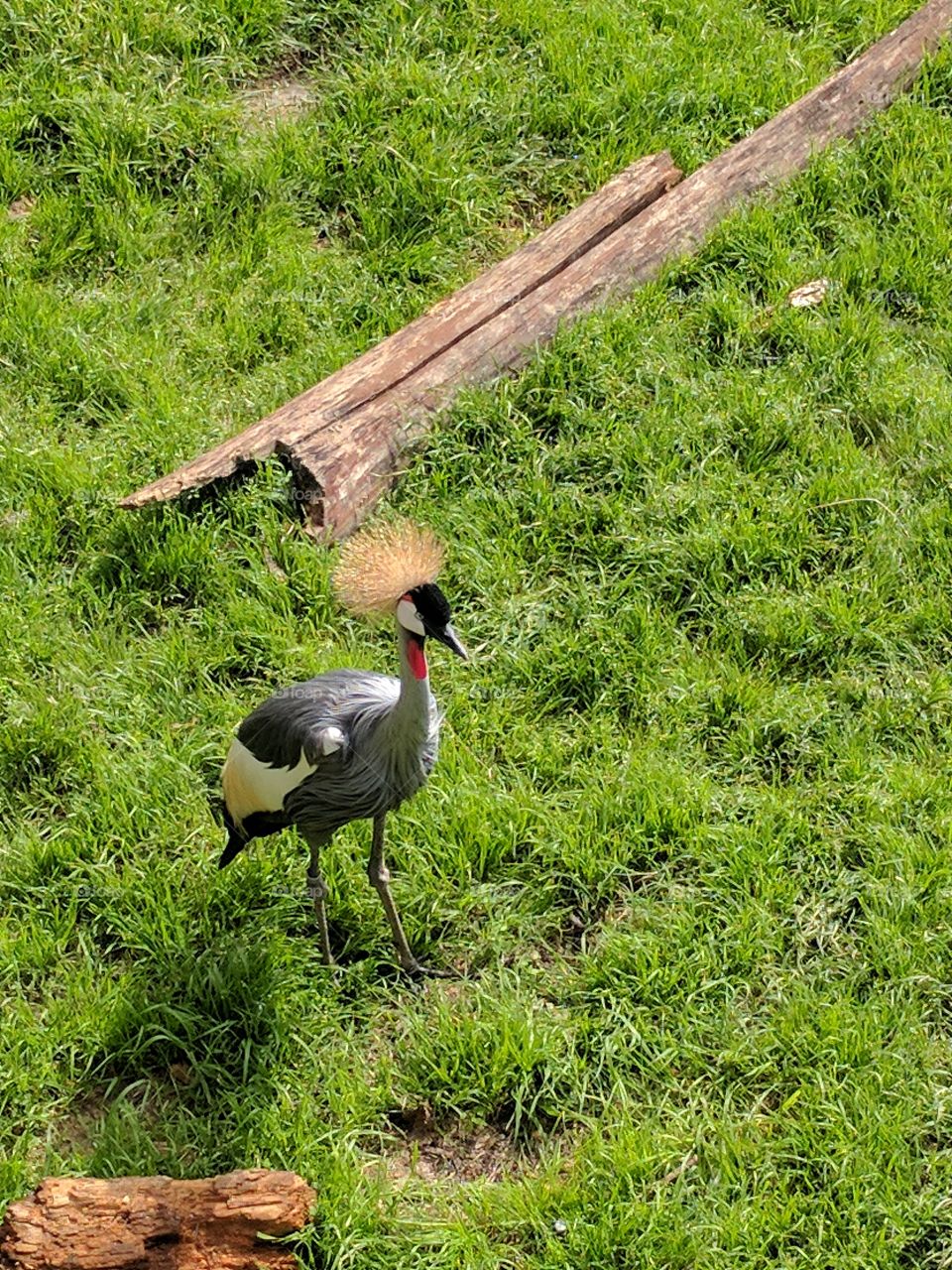 crowned crane