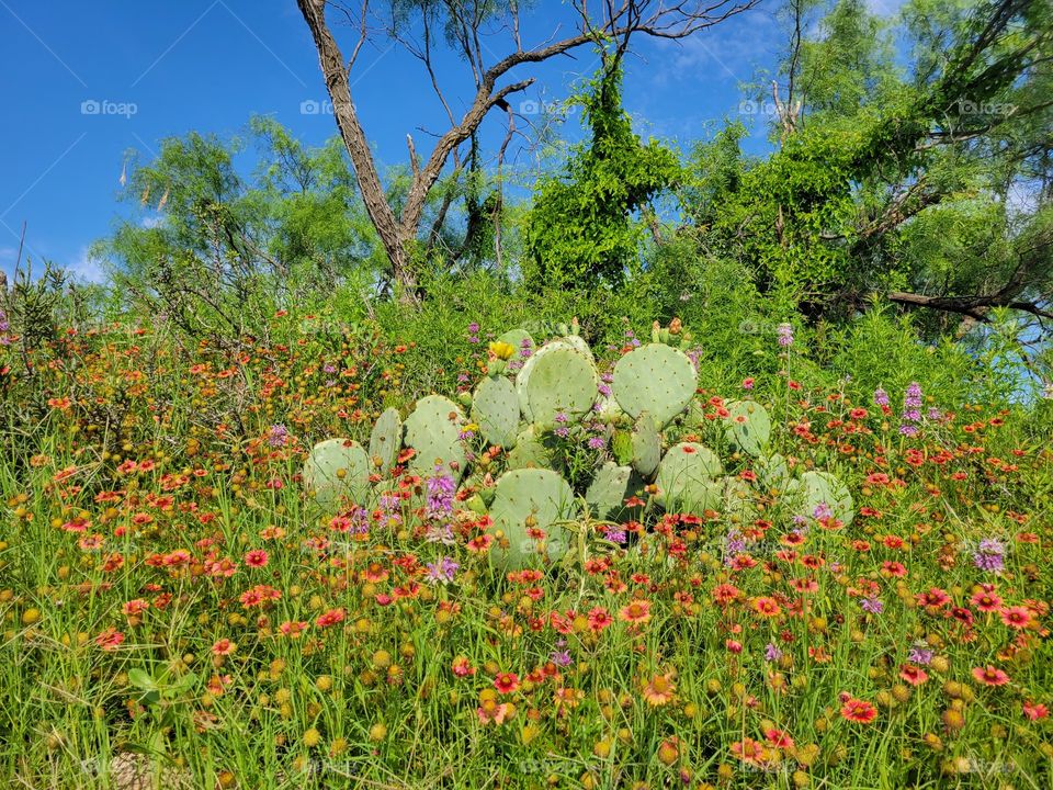cactus and wildflowers
