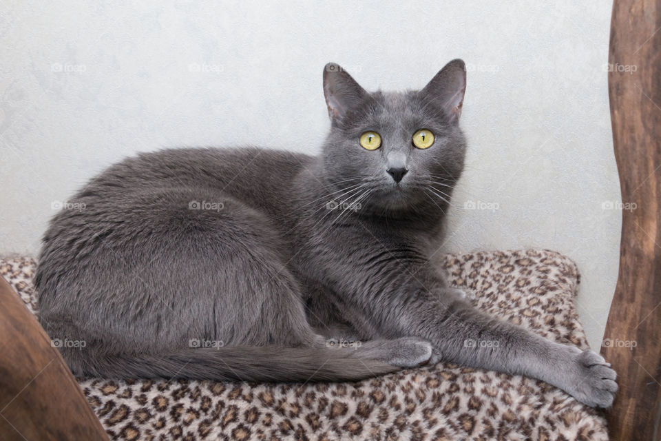 Russian blue cat