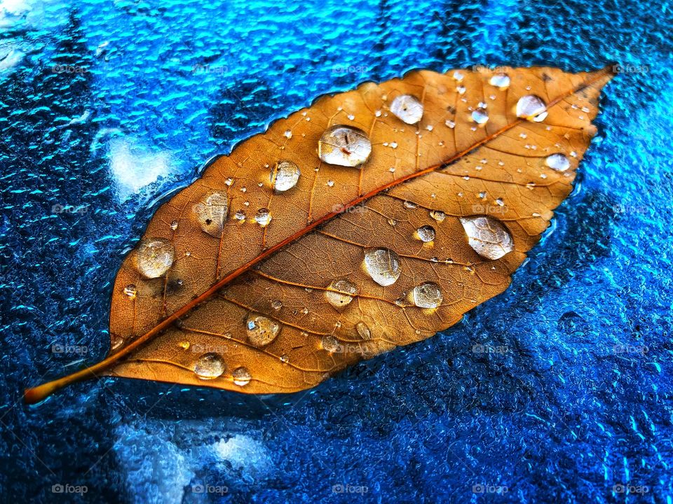 Autumn leaf floating 