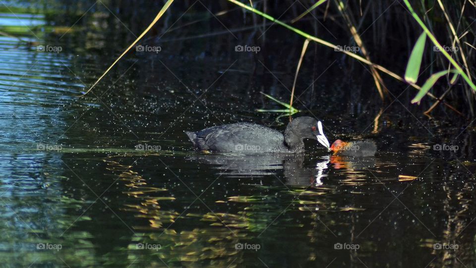 Duck with duckling in water