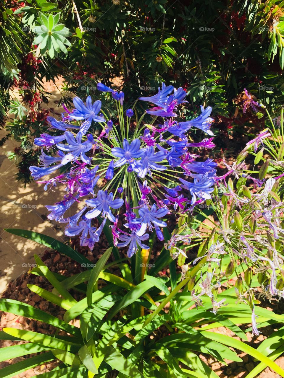 Violet flower- Viejas  - Alpine CA