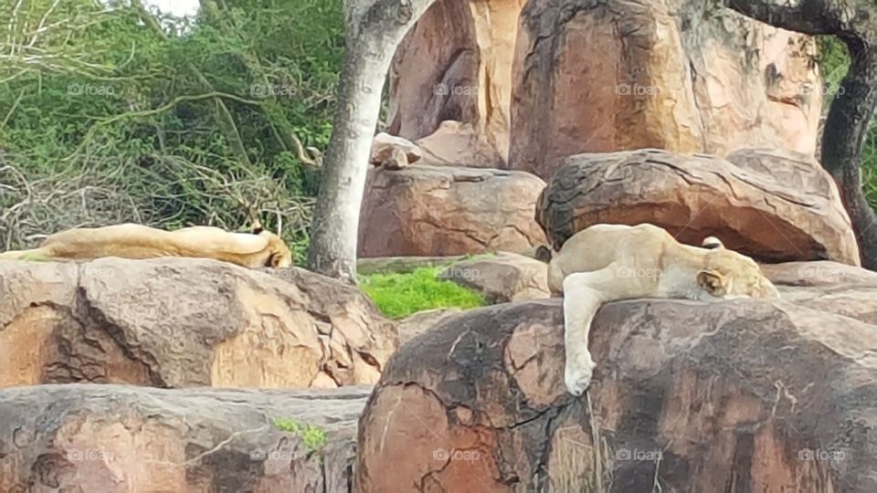 A pride of lions sleep peacefully in the rocks at Animal Kingdom at the Walt Disney World Resort in Orlando, Florida.