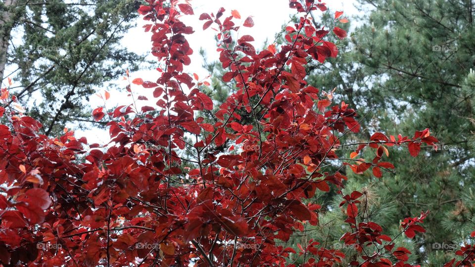 Leaves turning red.