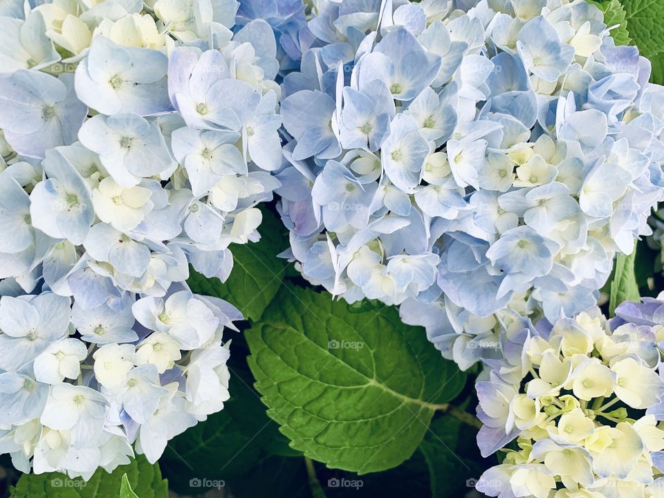 Isolated view of Hydrangeas and leaves